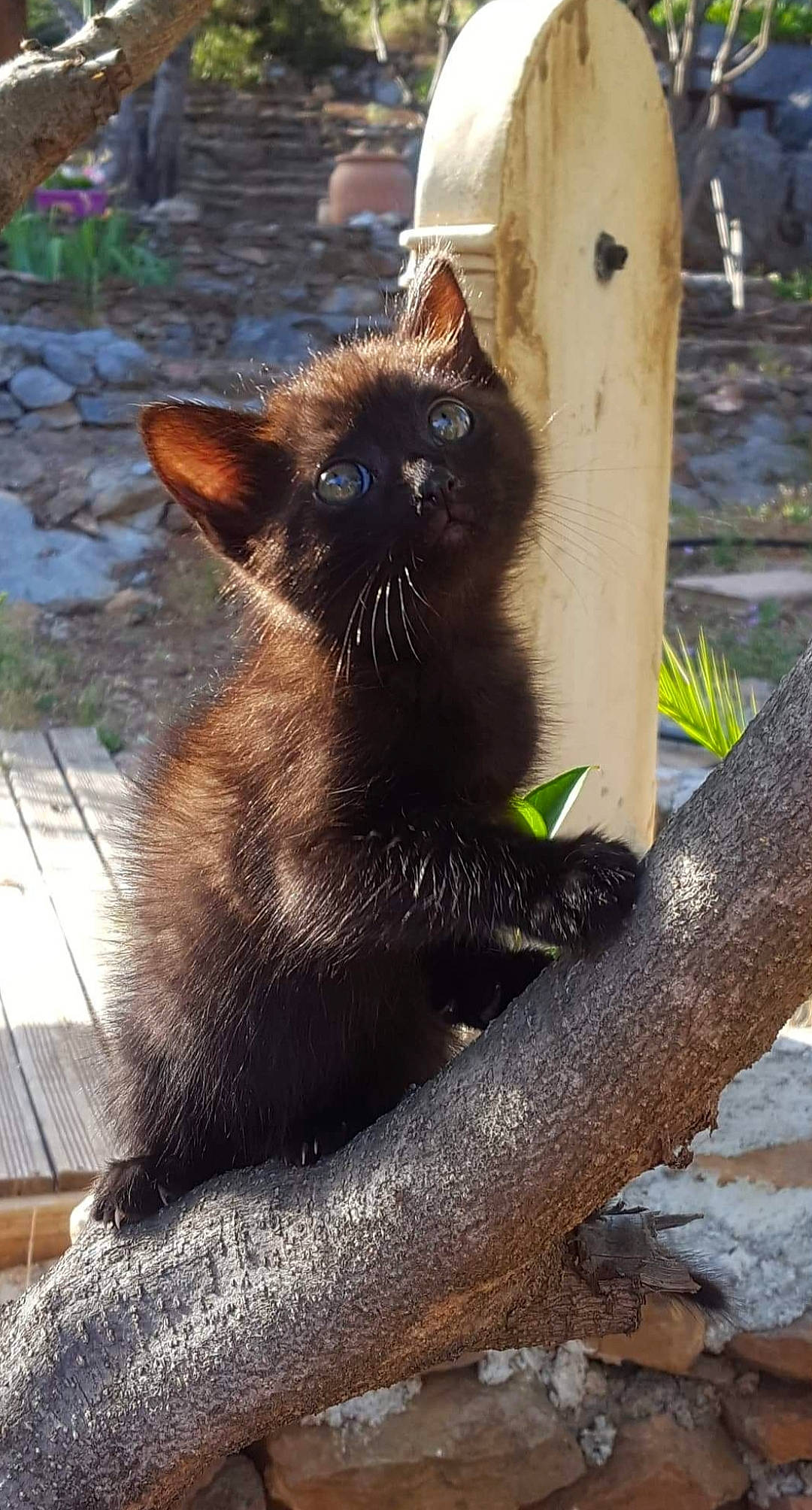 Oreo participe au concours pour gagner de l'argent avec cette photo : black_cat, burmese, carnivore, cat, felidae, kitten, mammal, nebelung, small_to_medium_sized_cats, vertebrate, whiskers