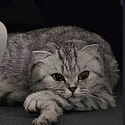 Miya joined the competition — help win amazing prizes! animal, cat, close_up, cute, domestic, ears, eyes, feline, fluffy, fur, grey, indoor, lying_down, mammal, paw, pet, portrait, relaxed, resting, whiskers