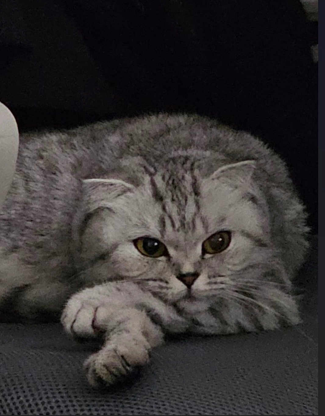 Miya joined the competition — help win amazing prizes! animal, cat, close_up, cute, domestic, ears, eyes, feline, fluffy, fur, grey, indoor, lying_down, mammal, paw, pet, portrait, relaxed, resting, whiskers