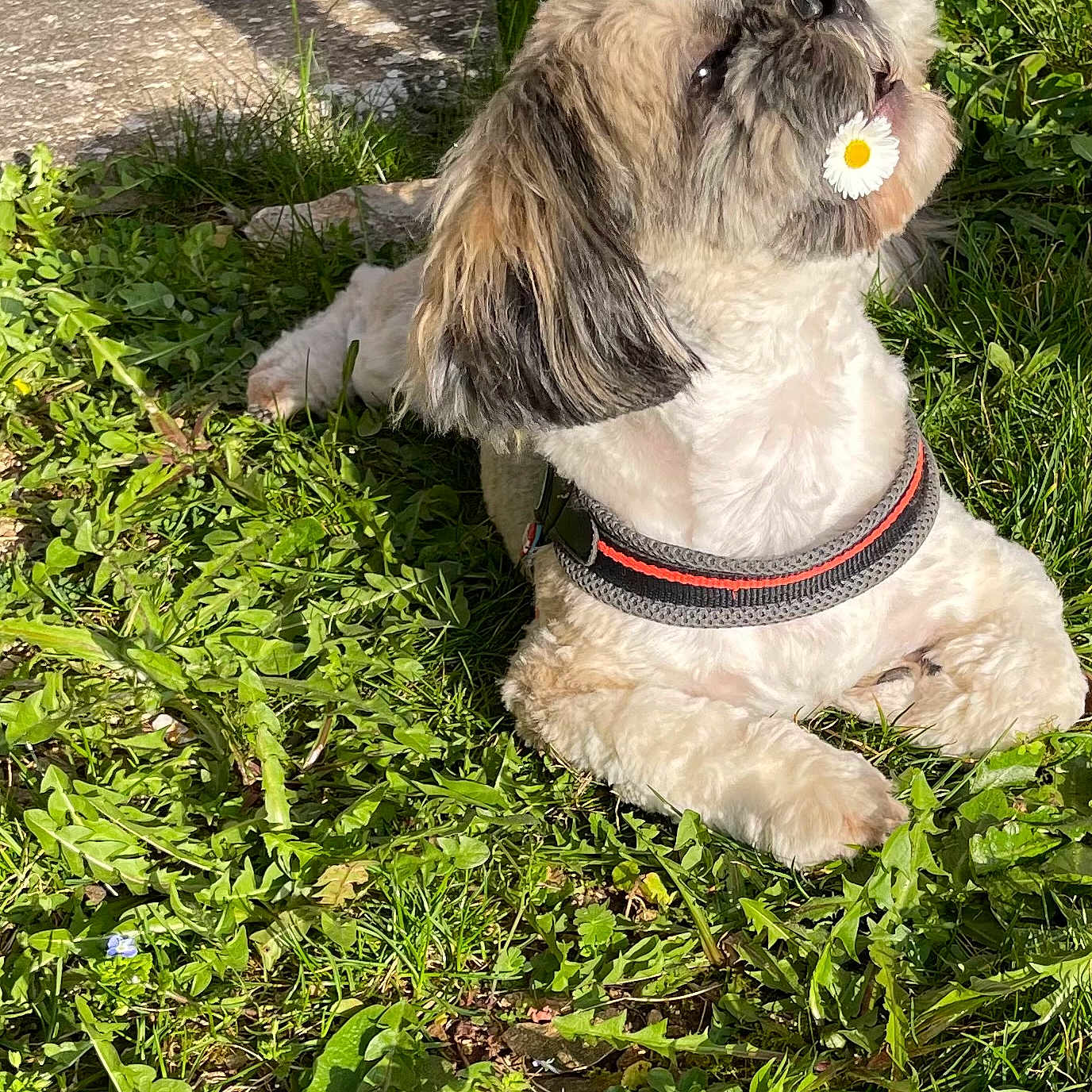 Ubene participe au concours pour gagner de l'argent avec cette photo : dog, grass, flower, daisy, pet, outdoor, sunlight, collar, nature, animal, cute, relaxed, fur, small_dog, laying_down, greenery, summer, garden, adorable, playful