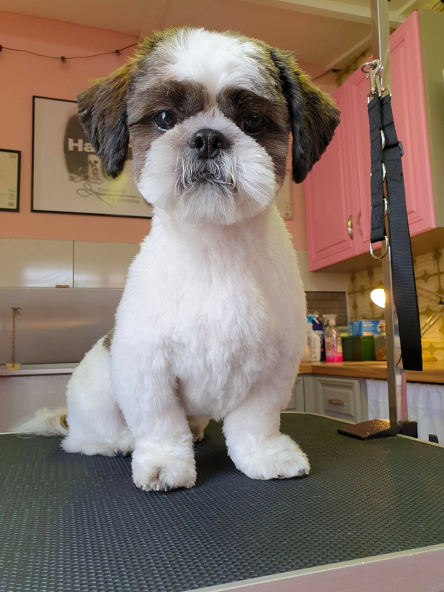 Teddy joined the competition — help win amazing prizes! canidae, carnivore, companion_dog, dog, dog_breed, fawn, flooring, fur, liver, maltepoo, non_sporting_group, puppy, shih_tzu, snout, sporting_group, terrestrial_animal, toy_dog