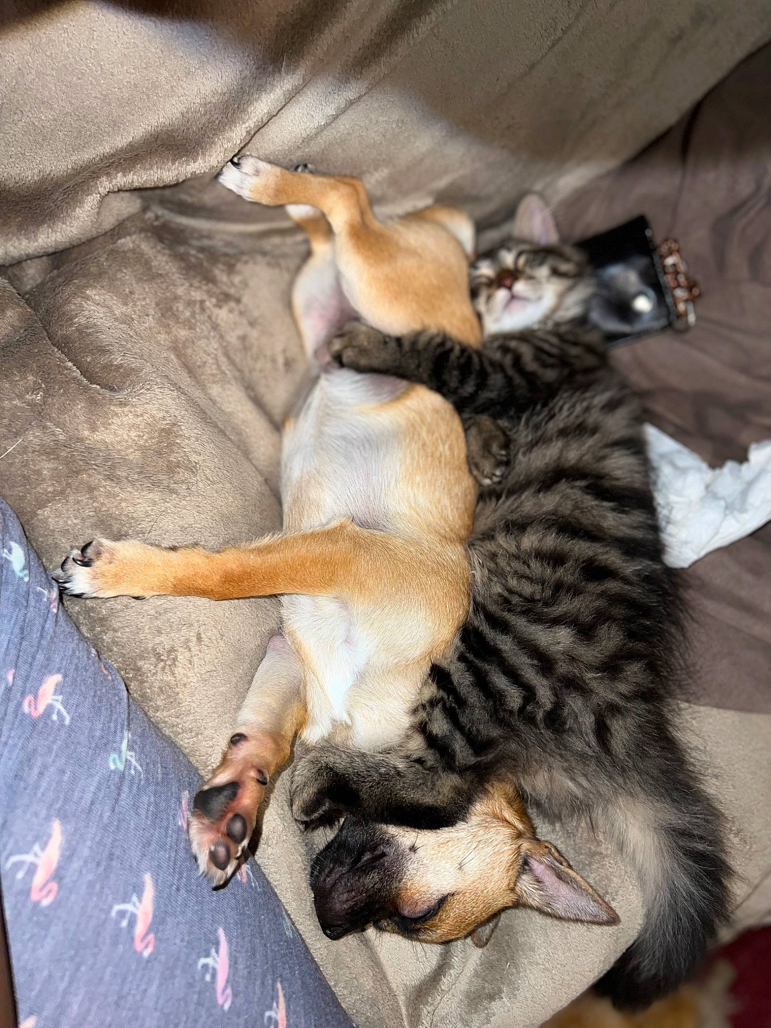 Benji is registered to the contest to win money with this photo: canidae, carnivore, cat, claw, comfort, companion_dog, dog_breed, domestic_short_haired_cat, fawn, felidae, fur, nap, paw, small_to_medium_sized_cats, snout, sporting_group, tail, whiskers