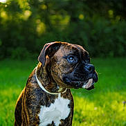 Bruno joined the competition — help win amazing prizes! dog, boxer, brindle, pet, animal, outdoor, grass, greenery, sunlight, portrait, canine, mammal, collar, sitting, nature, daylight, focused, curious, domestic_animal, closeup