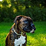 dog, boxer, brindle, pet, animal, outdoor, grass, greenery, sunlight, portrait, canine, mammal, collar, sitting, nature, daylight, focused, curious, domestic_animal, closeup