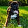 Bruno