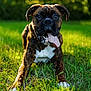 Bruno is registered to the contest to win money with this photo: dog, boxer, brindle, grass, outdoor, tongue, pet, animal, sunlight, nature, playful, canine, mammal, lying_down, portrait, happy, summer, greenery, daylight, closeup