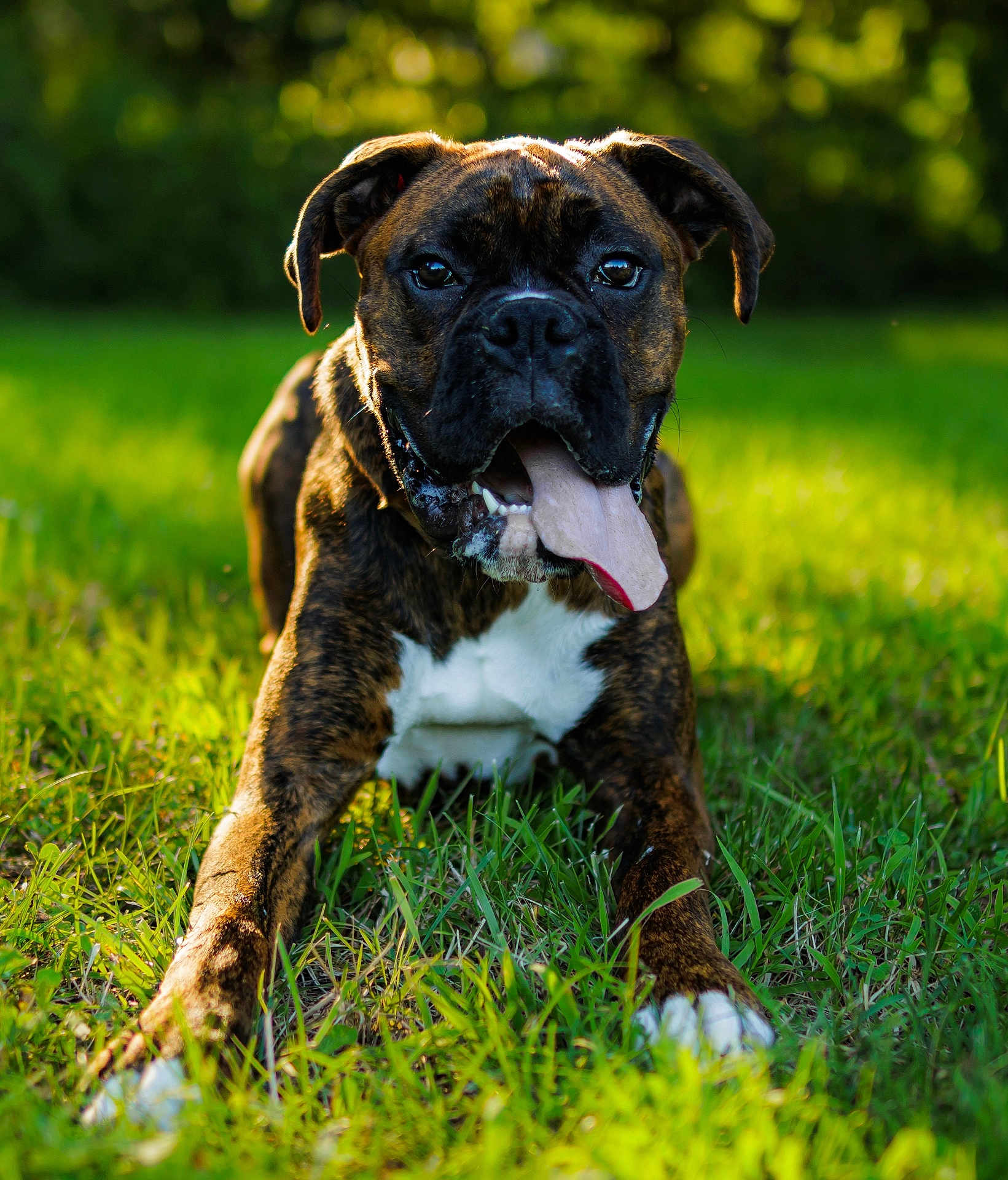 Bruno is registered to the contest to win money with this photo: dog, boxer, brindle, grass, outdoor, tongue, pet, animal, sunlight, nature, playful, canine, mammal, lying_down, portrait, happy, summer, greenery, daylight, closeup