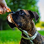 Bruno joined the competition — help win amazing prizes! dog, brindle, collar, treat, hand, grass, outdoor, greenery, pet, animal, sniffing, close_up, canine, summer, nature, daylight, portrait, loyal, curious, muzzle