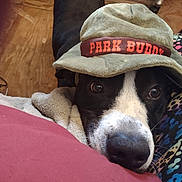 Bubba is registered to the contest to win money with this photo: dog, black_and_white, hat, face, nose, blanket, patterned_fabric, wooden_floor, indoor, cozy, pet, curious, closeup, animal, cute, resting, soft_texture, headwear, companion, domestic_animal