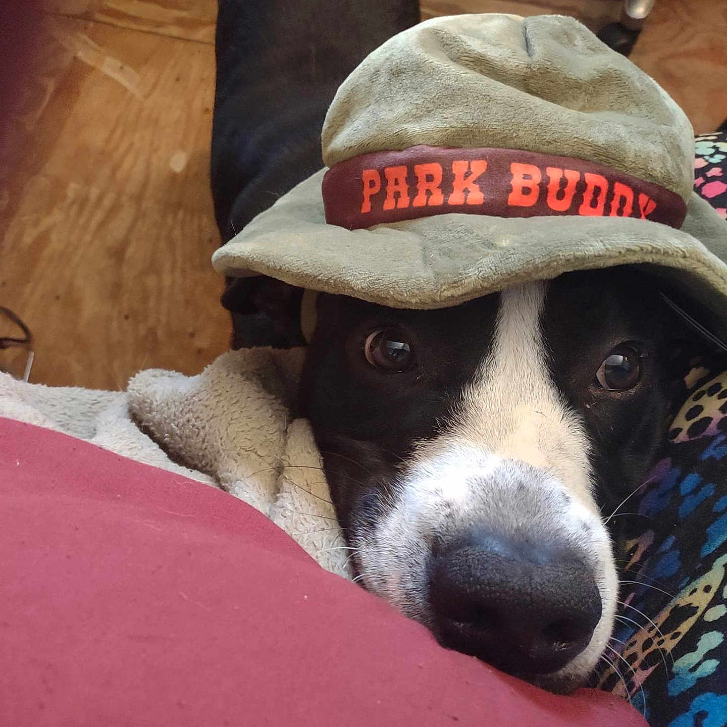 Bubba is registered to the contest to win money with this photo: dog, black_and_white, hat, face, nose, blanket, patterned_fabric, wooden_floor, indoor, cozy, pet, curious, closeup, animal, cute, resting, soft_texture, headwear, companion, domestic_animal