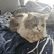 Meow is registered to the contest to win money with this photo: animal, bed, blanket, cat, comfort, cozy, cute, domestic, feline, fluffy, fur, indoor, mammal, pet, relaxed, resting, sleepy, soft_light, whiskers, window