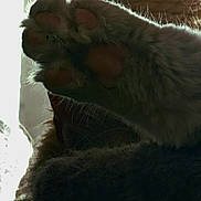 Meow joined the competition — help win amazing prizes! animal, backlighting, cat, close_up, dark, dramatic_lighting, feline, fluffy, fur, indoor, paw, pet, photography, pink_pads, shadow, silhouette, soft, texture, toe_beans, whiskers