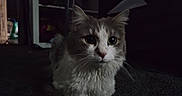 Meow joined the competition — help win amazing prizes! animal, cat, curious, dark, domestic, ears, face, feline, fluffy, fur, gray, indoor, looking, pet, portrait, quiet, sitting, soft, whiskers, white