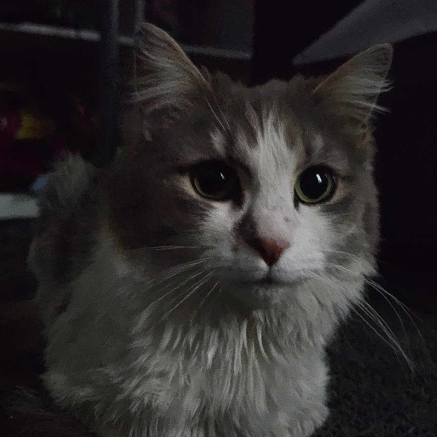 Meow