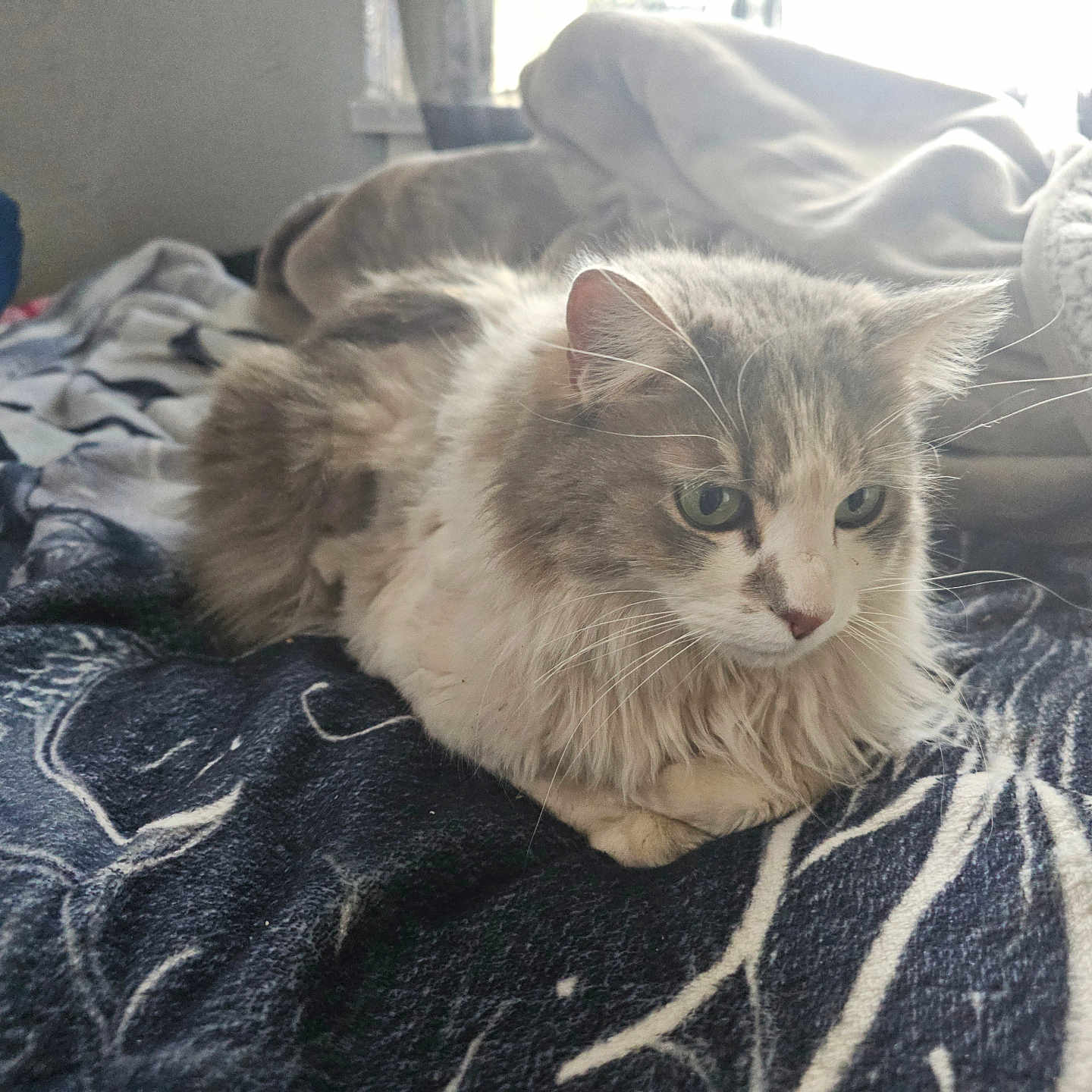 Meow is registered to the contest to win money with this photo: cat, fluffy, bed, blanket, indoor, pet, fur, cozy, resting, animal, window, soft, light, cute, whiskers, ears, domestic, feline, sleepy, comfort