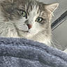 Meow joined the competition — help win amazing prizes! animal, blanket, cat, close_up, cozy, curious, cute, domestic, ears, feline, fluffy, green_eyes, home, indoor, looking_up, pet, portrait, relaxed, soft_texture, whiskers
