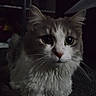 Meow is registered to the contest to win money with this photo: cat, fluffy, indoor, dark, carpet, white_fur, gray_fur, animal, pet, cute, feline, sitting, quiet, curious, eyes, long_whiskers, portrait, household, furniture, shadow