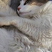 Meow is registered to the contest to win money with this photo: cat, fluffy, animal, pet, feline, white_fur, gray_fur, lying_down, resting, close_up, indoor, cozy, cute, whiskers, ears, relaxed, sleepy, soft, portrait, domestic