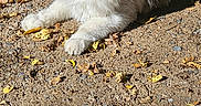 Meow joined the competition — help win amazing prizes! cat, animal, outdoor, sunlight, gravel, yellow_leaves, fluffy, gray_and_white, relaxed, lying_down, nature, daylight, pet, feline, whiskers, ears, eyes, ground, shadow, serene