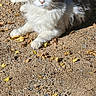 cat, animal, outdoor, sunlight, gravel, yellow_leaves, fluffy, gray_and_white, relaxed, lying_down, nature, daylight, pet, feline, whiskers, ears, eyes, ground, shadow, serene