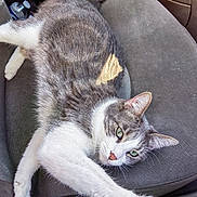Utah participe au concours pour gagner de l'argent avec cette photo : cat, gray_cat, white_cat, pet, animal, car_seat, seat_belt, stretching, green_eyes, sunlight, indoor, feline, whiskers, paw, fur, relaxed, resting, close_up, domestic_cat, vehicle_interior