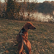 Didier a rejoint le concours — aidez-le/la à gagner de superbes lots ! dog, dachshund, pet, leash, harness, grass, lake, tree, autumn, leaves, water, outdoors, nature, brown_coat, walking, side_view, back_view, portrait, trunk, foliage