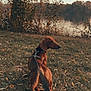 dog, dachshund, pet, leash, harness, grass, lake, tree, autumn, leaves, water, outdoors, nature, brown_coat, walking, side_view, back_view, portrait, trunk, foliage