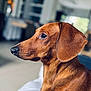 dog, dachshund, pet, side_profile, brown_coat, smooth_coat, closeup, nose, ear, whiskers, portrait, indoor, living_room, blurred_background, sitting, domestic_animal, companion, paw, attentive, cute