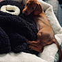 dog, puppy, dachshund, bed, blanket, plush_bed, toy, couch, living_room, indoor, cozy, brown_fur, long_ears, paws, tail, looking_up, sleepy, pet_bed, soft_texture, adorable
