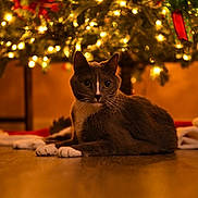 Phoebe is registered to the contest to win money with this photo: cat, christmas_tree, lights, bokeh, ornament, holiday, cozy, indoor, pet, fur, paws, whiskers, portrait, festive, warm_lighting, decorations, floor, tree_skirt, sitting, green