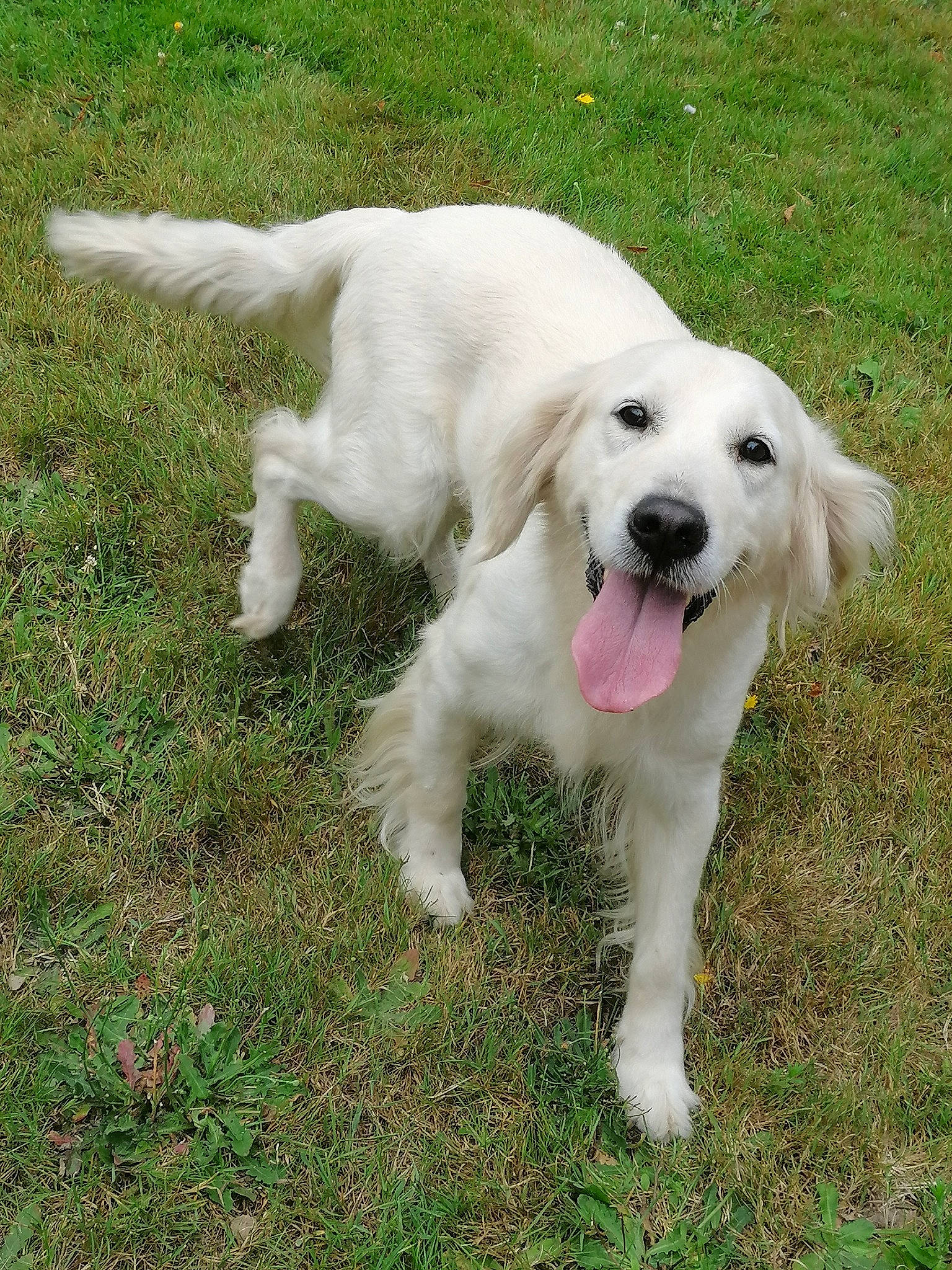 Inna participe au concours pour gagner de l'argent avec cette photo : canidae, carnivore, companion_dog, dog, dog_breed, golden_retriever, labrador_retriever, livestock_guardian_dog, mammal, maremma_sheepdog, polish_tatra_sheepdog, puppy, rare_breed_dog, retriever, sporting_group, tail, vertebrate