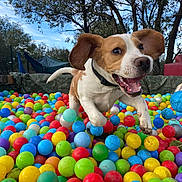 Vito participe au concours pour gagner de l'argent avec cette photo : active, animal, ball_pit, collar, colorful, cute, dog, ears_flapping, fun, grass, happy, jumping, outdoor, park, pet, playful, sky, sunlight, tongue_out, trees