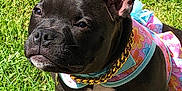 Sparkle is registered to the contest to win money with this photo: puppy, dog, black_dog, grass, outdoor, pet, fashion, dress, gold_chain, animal, cute, sunlight, ears, white_chest, portrait, small_dog, nature, summer, sitting, canine