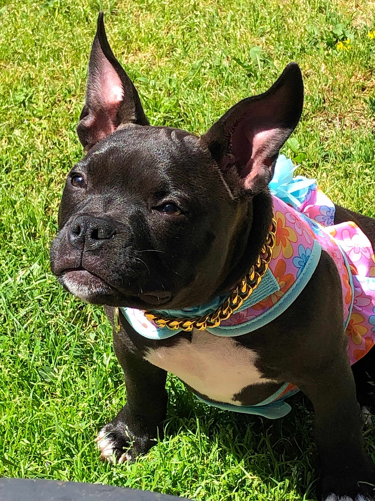 Sparkle is registered to the contest to win money with this photo: puppy, dog, black_dog, grass, outdoor, pet, fashion, dress, gold_chain, animal, cute, sunlight, ears, white_chest, portrait, small_dog, nature, summer, sitting, canine