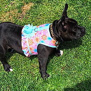 Sparkle joined the competition — help win amazing prizes! dog, black_dog, flower_dress, blue_flower, grass, outdoor, pet, animal, sunlight, collar, chain_collar, small_dog, side_view, standing, greenery, nature, cute, playful, summer, daytime