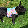 animal, black_dog, blue_flower, chain_collar, collar, cute, daytime, dog, flower_dress, grass, greenery, nature, outdoor, pet, playful, side_view, small_dog, standing, summer, sunlight