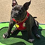 Sparkle joined the competition — help win amazing prizes! puppy, dog, black_dog, red_harness, gold_chain, outdoor, sunlight, pet_tag, green_mesh, paw, sitting, canine, young_dog, collar, pet, animal, closeup, concrete, cute, young