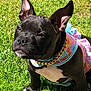 Sparkle is registered to the contest to win money with this photo: puppy, dog, black_dog, grass, outdoor, pet, fashion, dress, gold_chain, animal, cute, sunlight, ears, white_chest, portrait, small_dog, nature, summer, sitting, canine