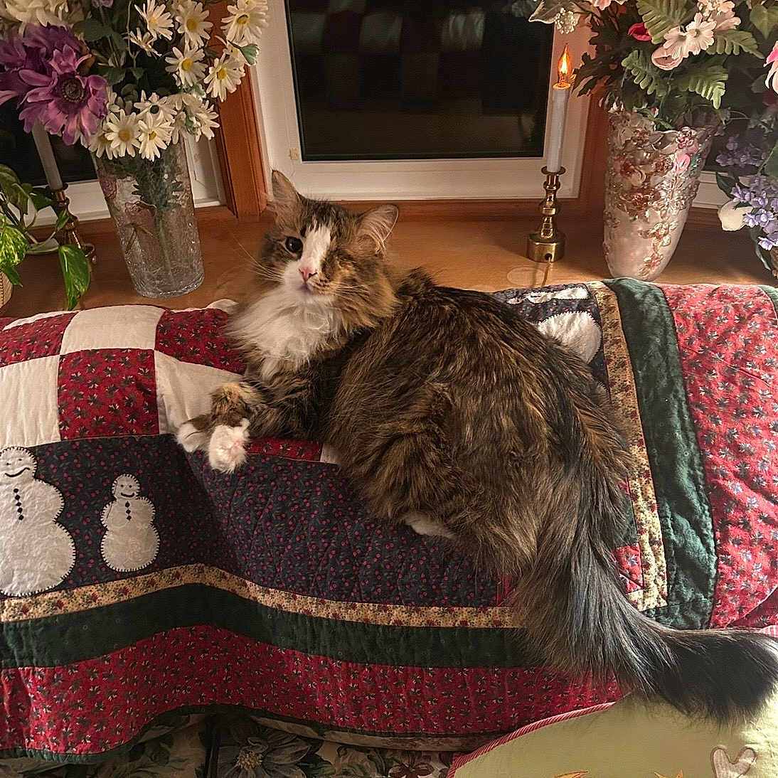 Levi joined the competition — help win amazing prizes! cat, one_eyed_cat, quilt, couch, flower_arrangement, vase, candle, window, indoor, decor, floral, pet, tabby_cat, feline, cozy, home, furniture, long_hair, relaxed, domestic_animal