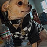 dog, small_dog, chihuahua, pet, hoodie, black_and_white, checkered_pattern, gold_chain, table, calendar, water_bottle, indoor, room, window, furniture, animal, cute, fashion, portrait, domestic_animal