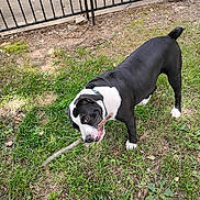Bosco joined the competition — help win amazing prizes! dog, black_and_white, grass, stick, playful, outdoor, pet, canine, fence, yard, happy, nature, animal, muzzle, collar, tail, mouth, chewing, daylight, ground