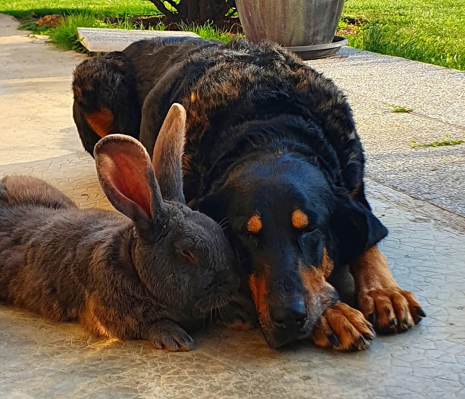 Jena a rejoint le concours — aidez-le/la à gagner de superbes lots ! canidae, carnivore, dog, dog_breed, fawn, fur, grass, hare, livestock, paw, plant, rabbit, rabbits_and_hares, snout, sporting_group, tail, terrestrial_animal, wildlife, wood_rabbit, working_animal