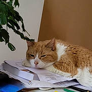 Charly a rejoint le concours — aidez-le/la à gagner de superbes lots ! cat, orange_cat, white_cat, sleepy, indoor, desk, papers, books, pens, plant, leafy_plant, cluttered, napping, feline, close_up, resting, home, cozy, fur, pet