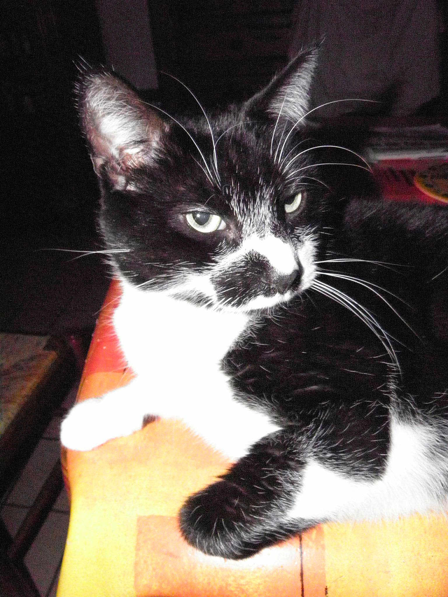 Félix