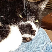 Félix participe au concours pour gagner de l'argent avec cette photo : animal, black_and_white, cat, close_up, denim, ear, face, feline, fur, green_eyes, indoor, nose, pet, portrait, relaxed, resting, sleepy, soft_light, texture, whiskers