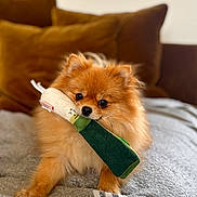 Ginger participe au concours pour gagner de l'argent avec cette photo : dog, pomeranian, toy, stuffed_toy, pet, cute, fluffy, brown, orange, indoors, blanket, cushion, cozy, small_dog, animal, playful, fur, face, nose, paw