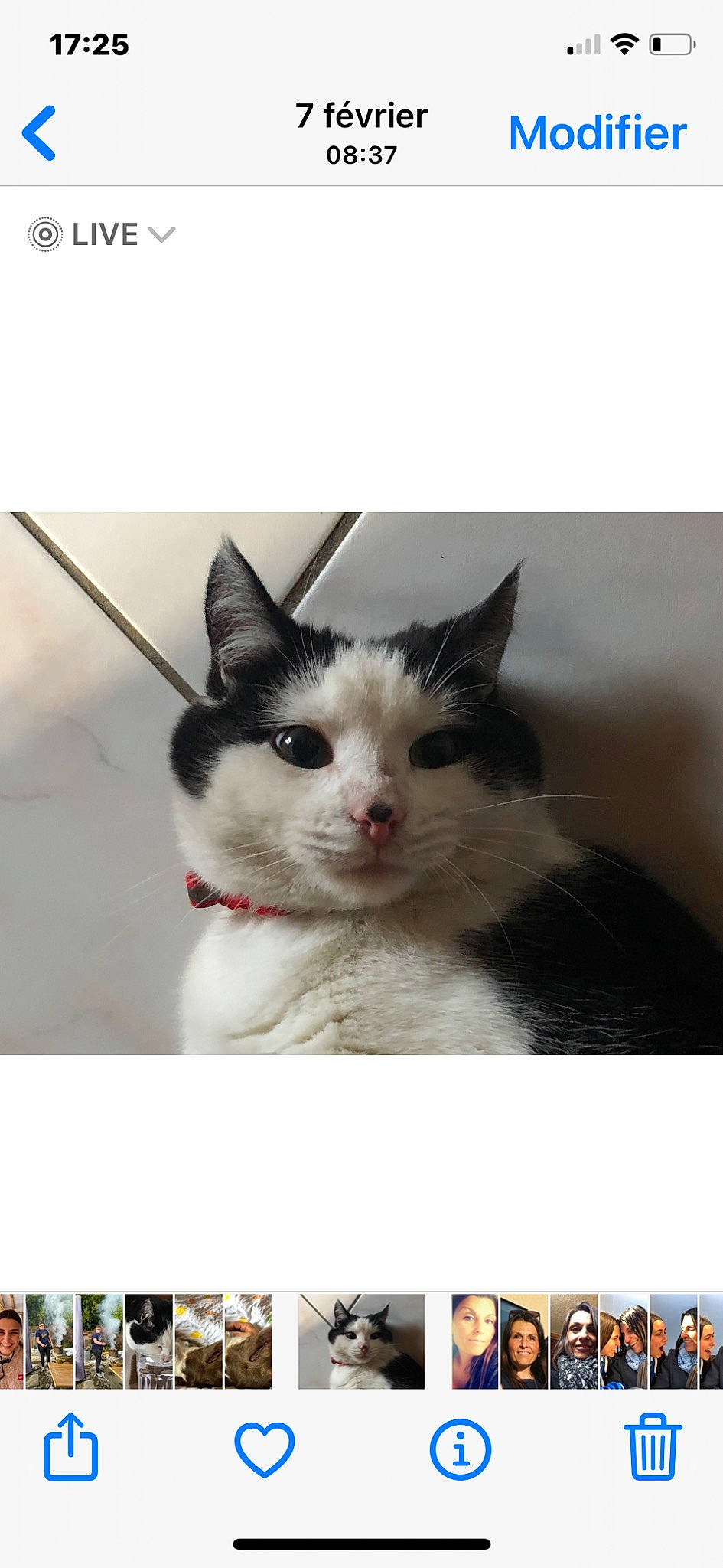 Soprano participe au concours pour gagner de l'argent avec cette photo : art, box, cardboard, carnivore, cat, domestic_short_haired_cat, felidae, font, formal_wear, fur, iris, packaging_and_labeling, paper_product, paw, photo_caption, rectangle, small_to_medium_sized_cats, snout, whiskers