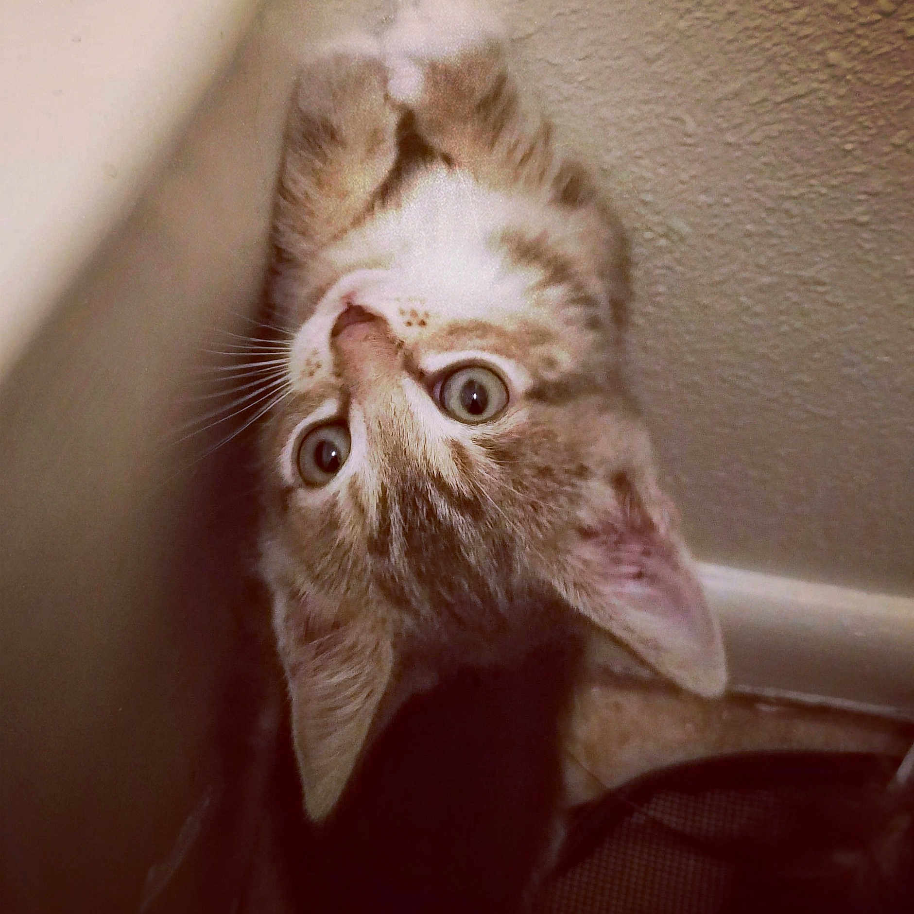 Twinkle is registered to the contest to win money with this photo: cat, cat_like_mammal, ear, eye, fauna, fur, kitten, paw, small_to_medium_sized_cats, snout, whiskers