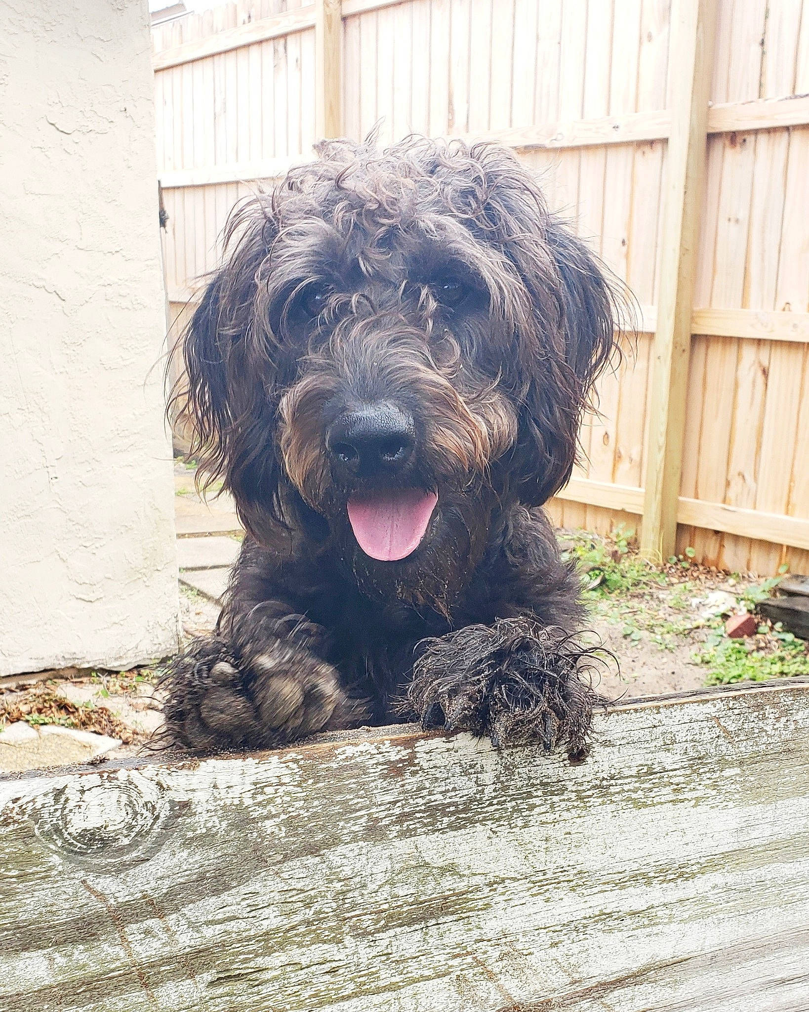 Masha is registered to the contest to win money with this photo: barbet, bolonka, briard, canidae, cao_da_serra_de_aires, carnivore, catalan_sheepdog, cockapoo, dog, dog_breed, labradoodle, mammal, poodle_crossbreed, rare_breed_dog, sapsali, schnoodle, sporting_group, terrier, tibetan_terrier, vertebrate