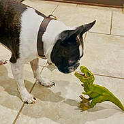 Georgie joined the competition — help win amazing prizes! dog, boston_terrier, toy_dinosaur, tile_floor, indoor, pet, curious, brown_collar, white_and_black_fur, animal, playful, small_toy, floor_tiles, domestic, canine, sniffing, shadow, close_up, house, companion